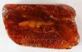 Fossil Millipede (Diplopoda) In Amber #39104-1